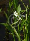 Sagittaria lancifolia