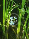 Sagittaria lancifolia