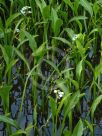 Sagittaria lancifolia