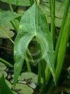 Sagittaria latifolia