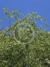 Salix babylonica pekinensis Tortuosa