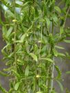 Salix babylonica