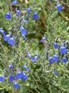 Salvia chamaedryoides