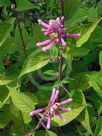 Salvia involucrata Bethellii