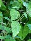 Salvia involucrata Bethellii