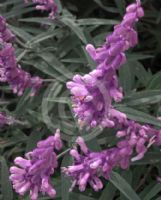 Salvia leucantha