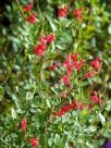 Salvia microphylla