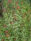 Salvia microphylla