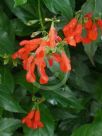 Salvia miniata