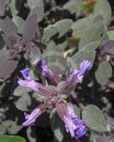 Salvia officinalis Purpurascens