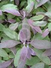 Salvia officinalis Purpurascens