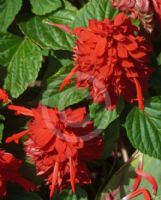 Salvia splendens