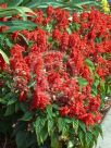 Salvia splendens