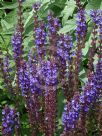 Salvia superba