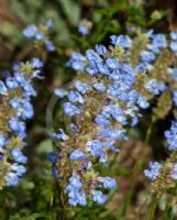 Salvia uliginosa