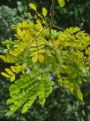 Albizia saman yellow form