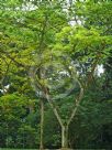 Albizia saman yellow form