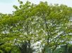 Albizia saman yellow form