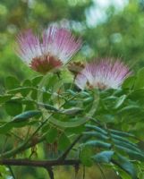 Albizia saman