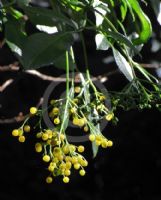 Sambucus australasica