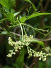 Sambucus australasica