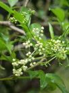 Sambucus australasica