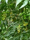 Sambucus australasica