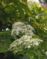 Sambucus canadensis Aurea