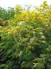 Sambucus canadensis Aurea