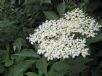 Sambucus nigra