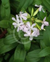 Saponaria officinalis