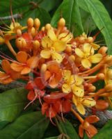 Saraca indica