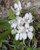 Sarcochilus falcatus