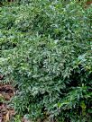 Sarcococca confusa