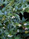 Sarcococca ruscifolia