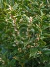 Sarcococca ruscifolia