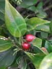 Sarcococca ruscifolia