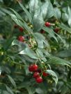 Sarcococca ruscifolia