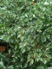 Sarcococca ruscifolia