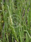 Sarcocornia quinqueflora