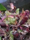 Sarracenia purpurea