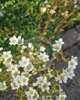 Saxifraga callosa