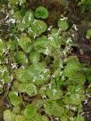 Saxifraga stolonifera