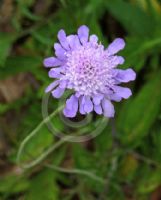 Scabiosa caucasica