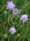 Scabiosa caucasica