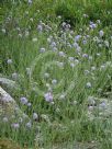 Scabiosa caucasica