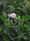 Scabiosa columbaria