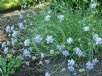 Scabiosa graminifolia