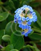 Scaevola calendulacea