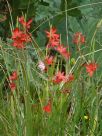 Hesperantha coccinea